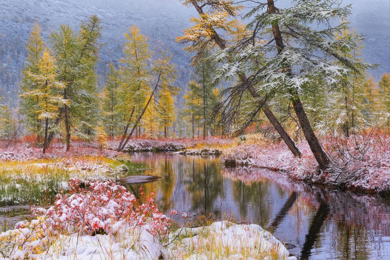 Присыпало снегом голубичные поляны фото превью