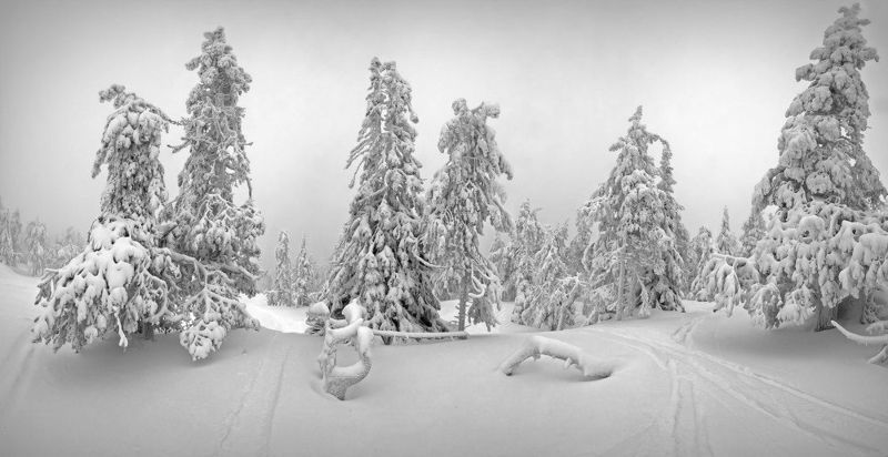 Сосны похожие на ёлки. фото превью