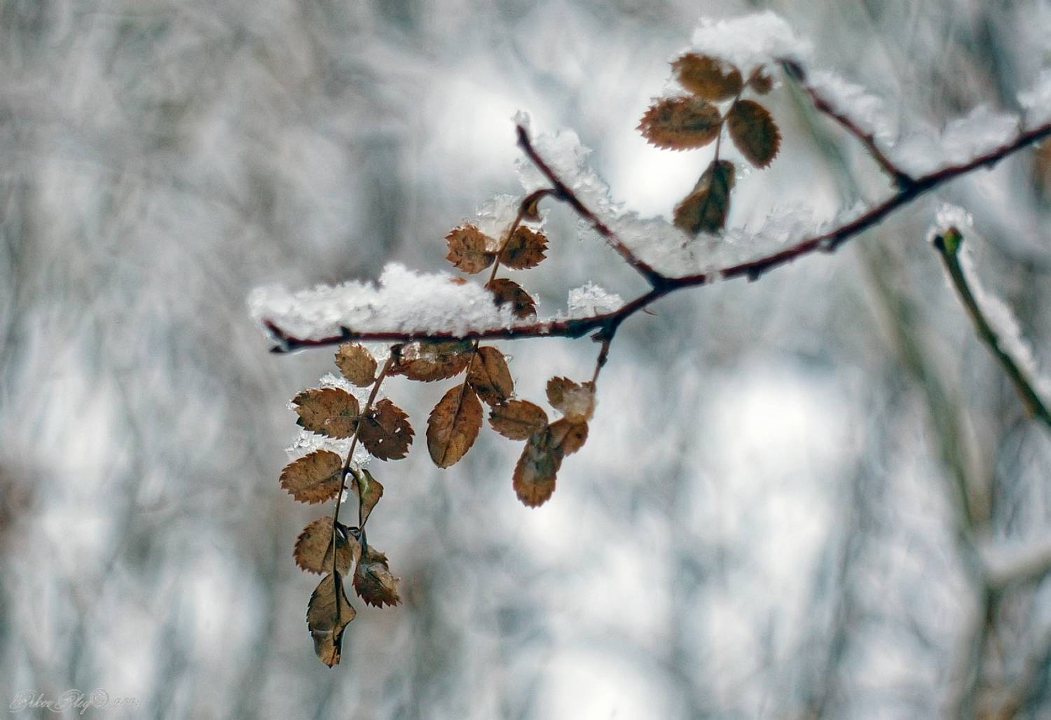 , Орлов Олег