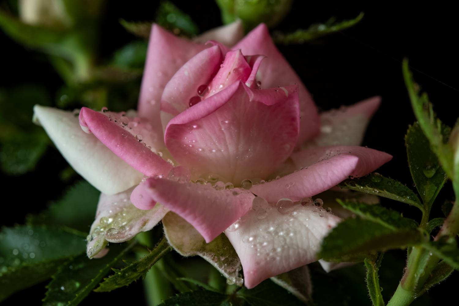 цветы, макро, роза, Оля