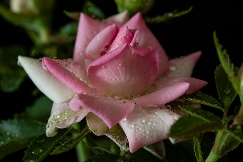 цветы, макро, роза Роза фото превью