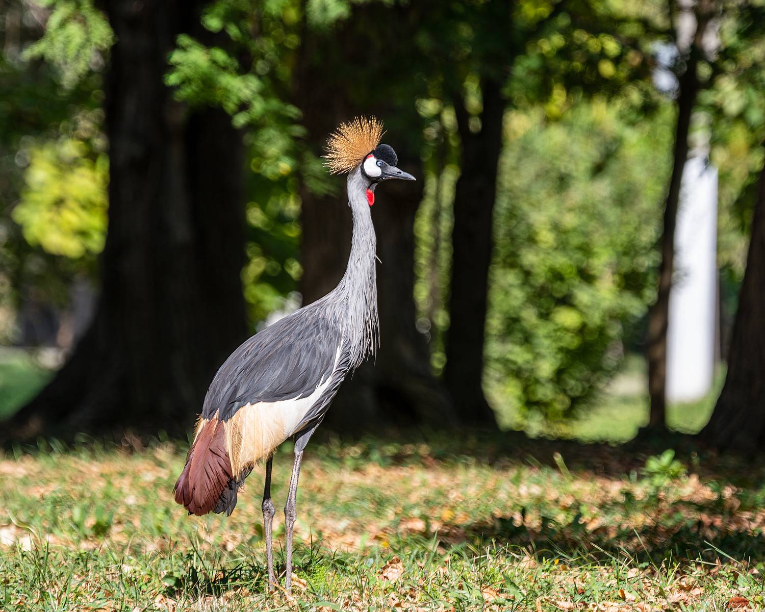 венценосный журавль, Алексей Рыльский