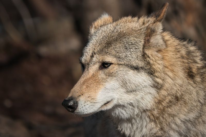 Волчий портрет фото превью