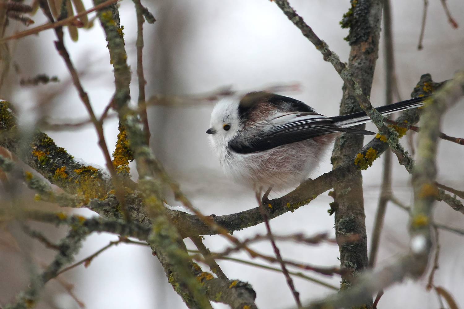 синица, КарОл