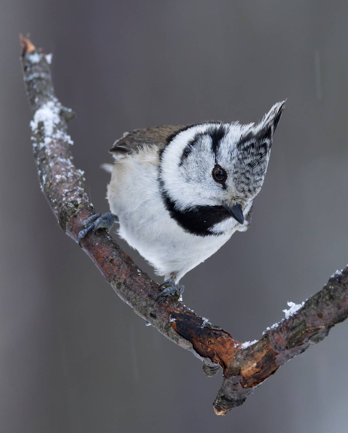 lophophanes cristatus, хохлатая синица, гренадерка, птицы, фото птиц, Александр Шипиленко