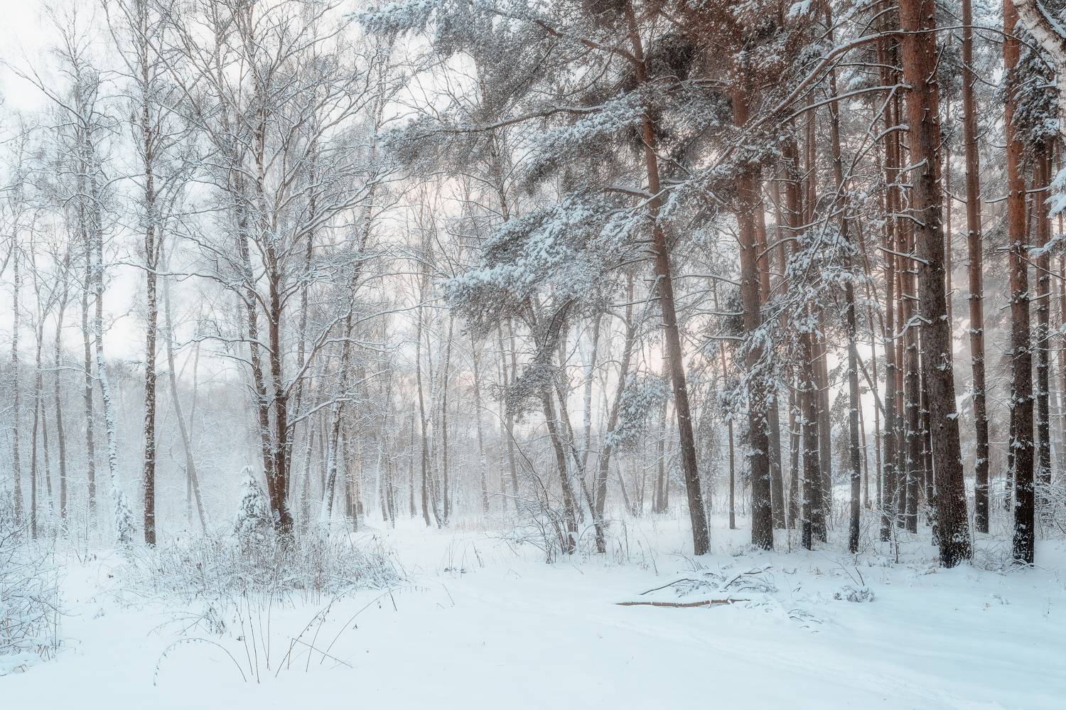 природа, пейзаж, зимний лес, мороз, Московская область, Мартыненко Дмитрий