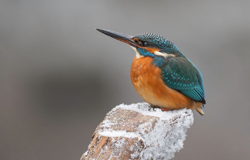 птица, птенцы, зимородок,зима,  лето, весна, фотоохота, рыба, рыбалка На зимовке фото превью