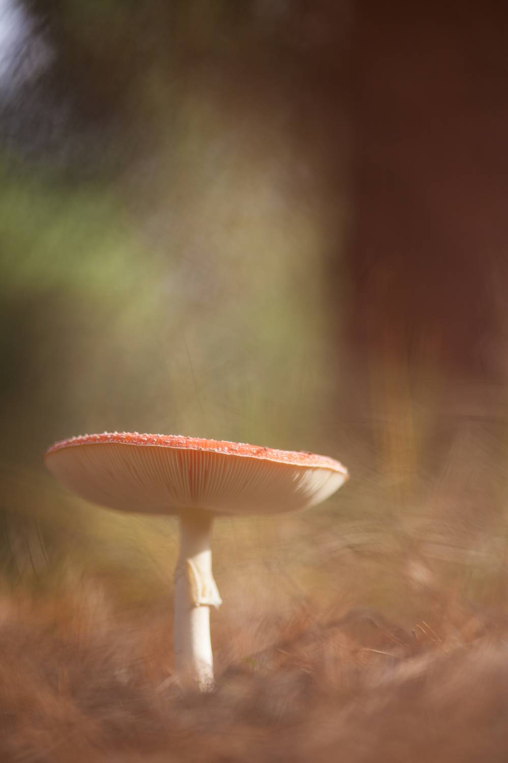 , Викулов Николай