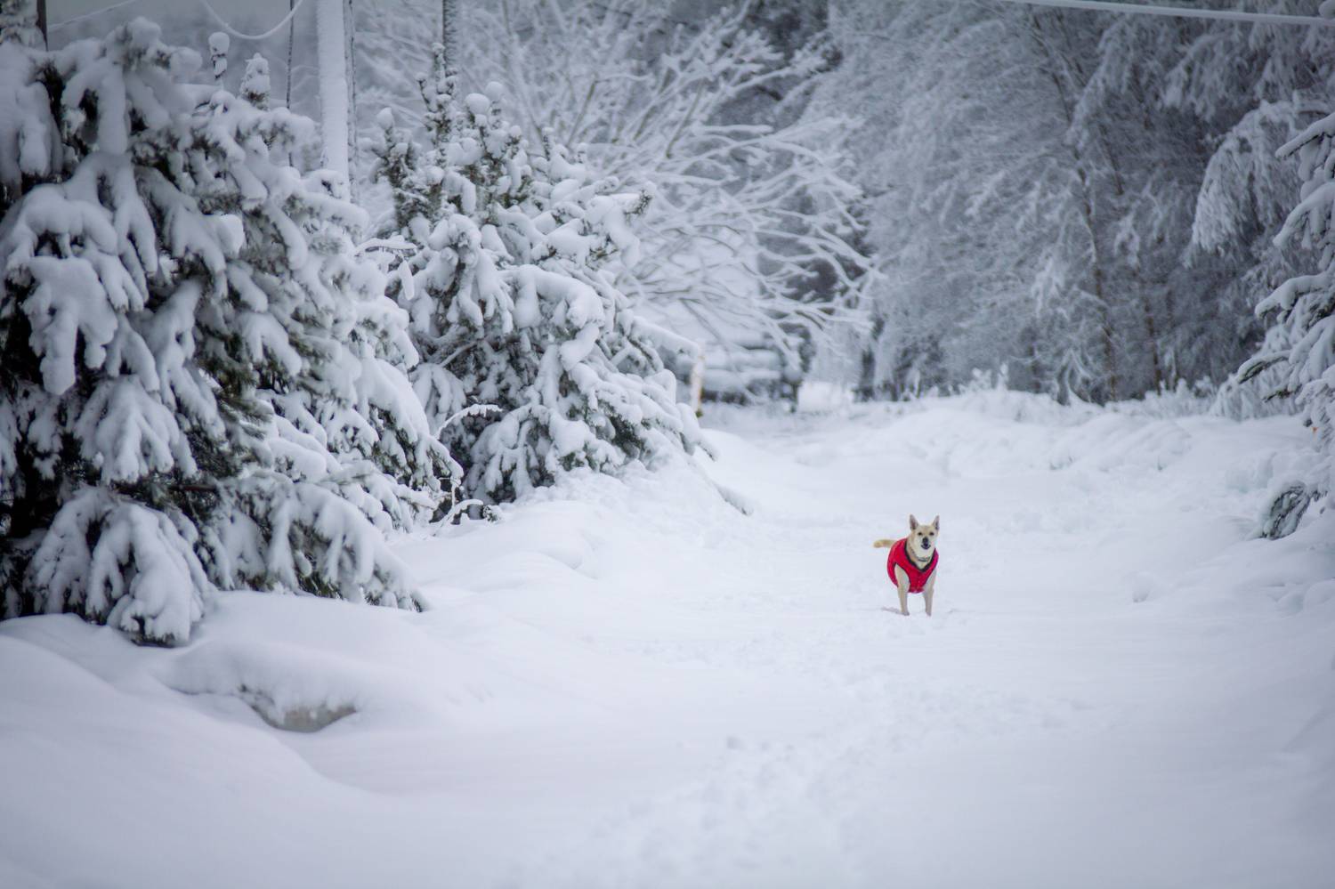 , Сергей Фаренюк