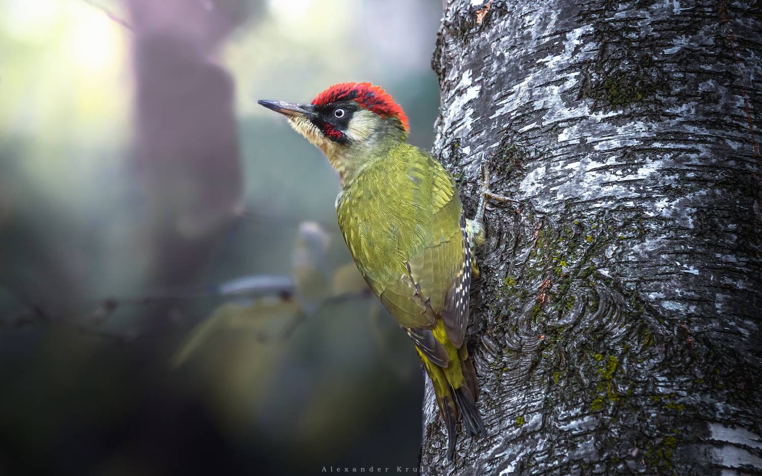 зеленый дятел, дятел, Круль Александр