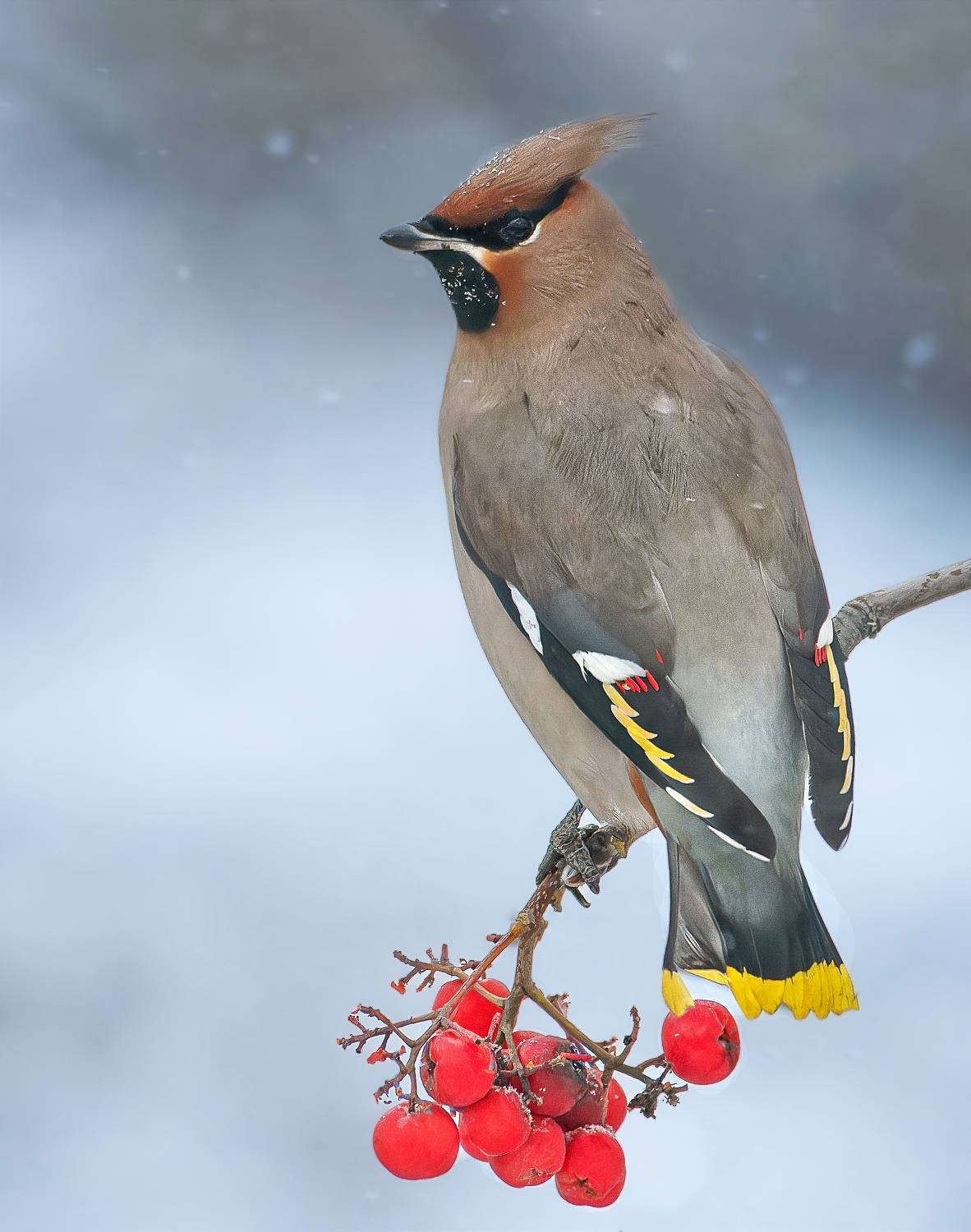 Птицыроссии, фотоптиц, Никон Александр