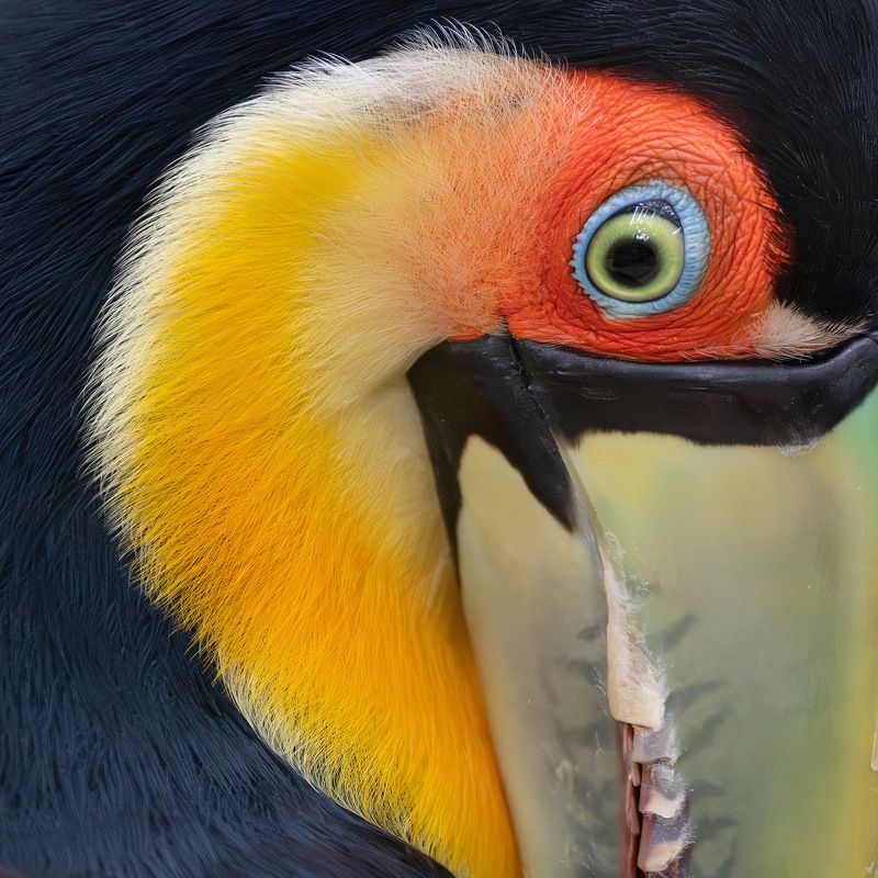 Colors of the Jungle: Toucans, Parrots, Curassows фото превью