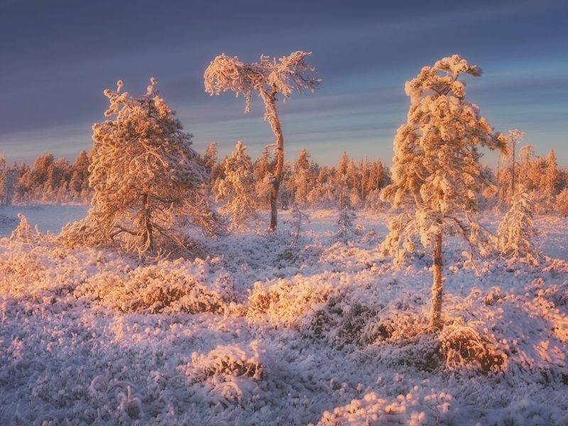 Карельская пальма фото превью