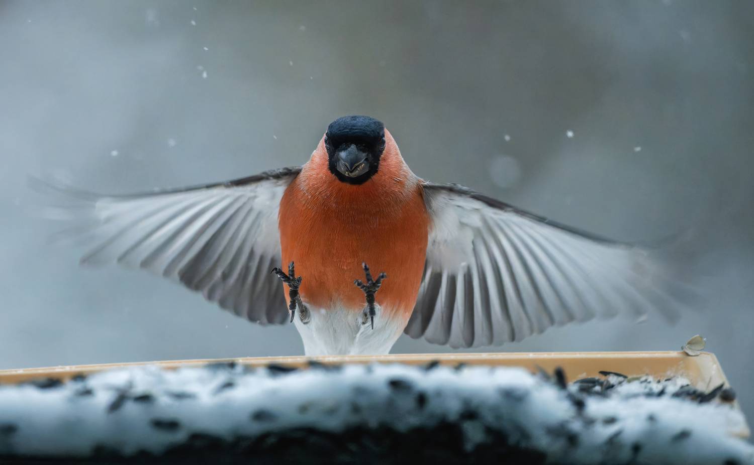 , Дэм Константин