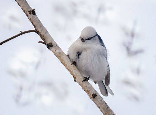 белая лазоревка (князёк)