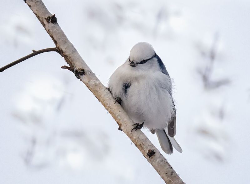 птица, князёк, лазоревка, зима, белая лазоревка (князёк) фото превью
