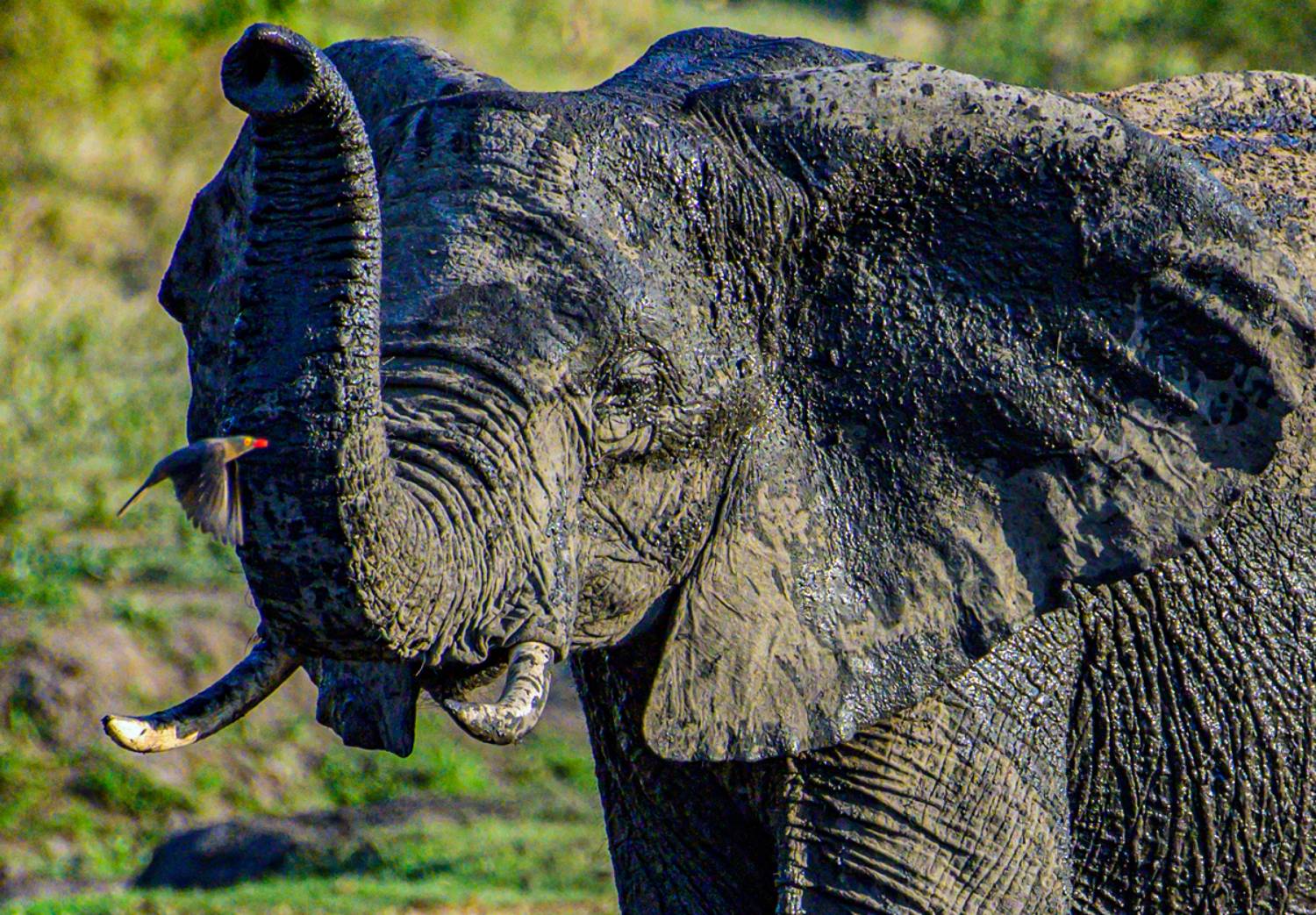 , Гордонов Юрий