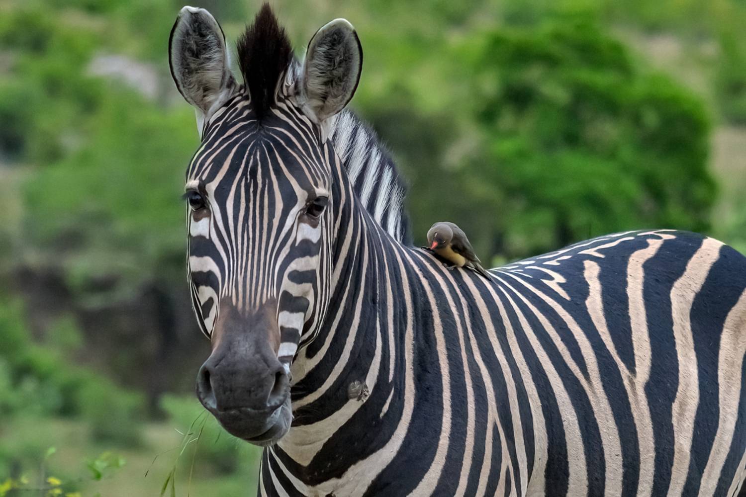 , Гордонов Юрий