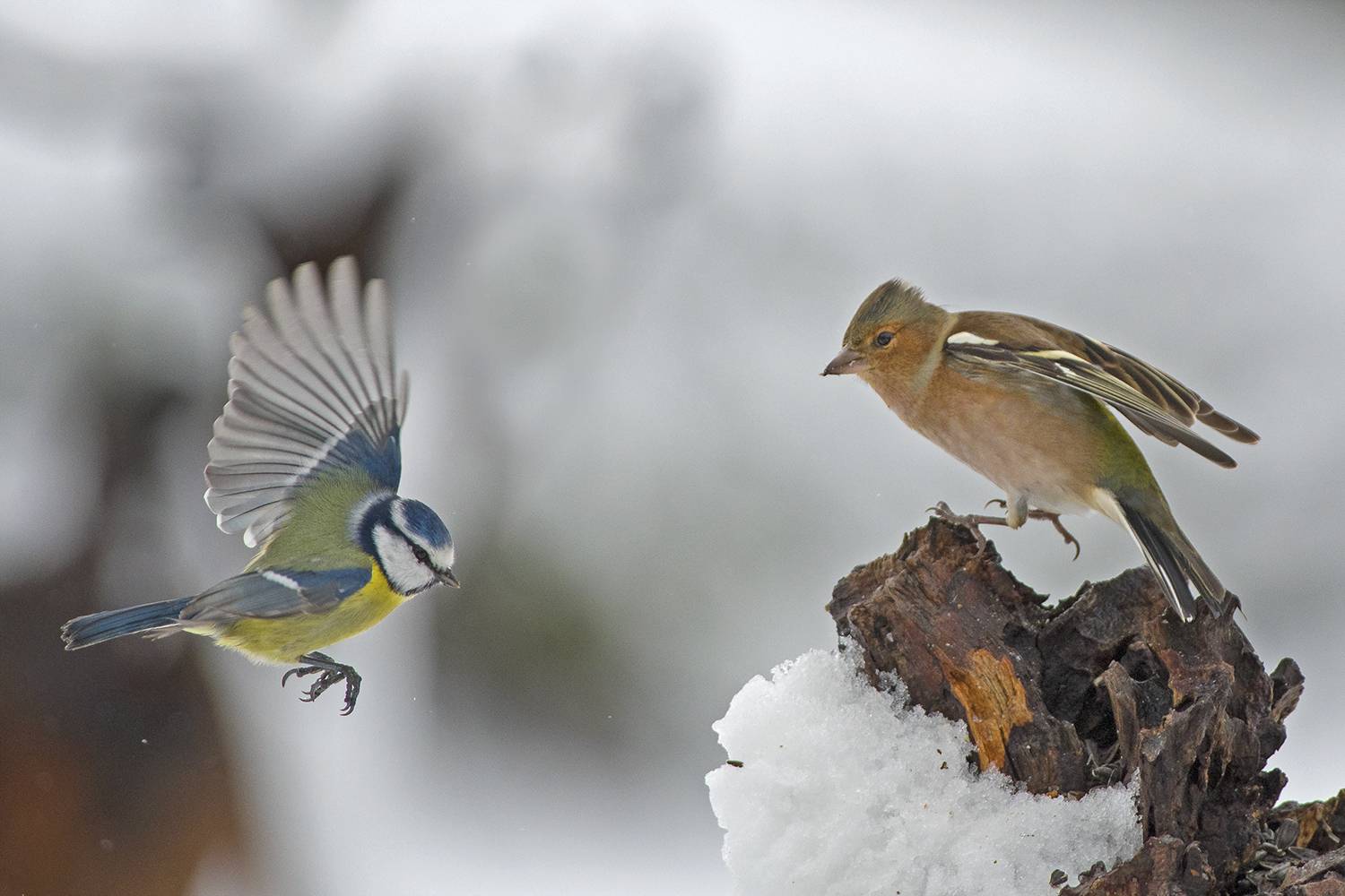 , Евгени Стефанов