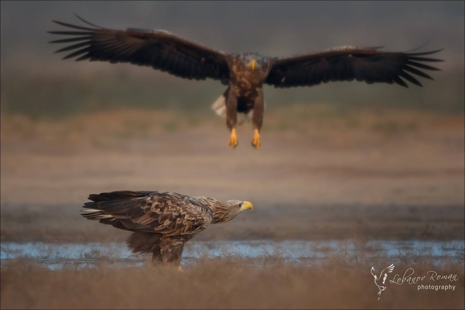 , Лобанов Роман