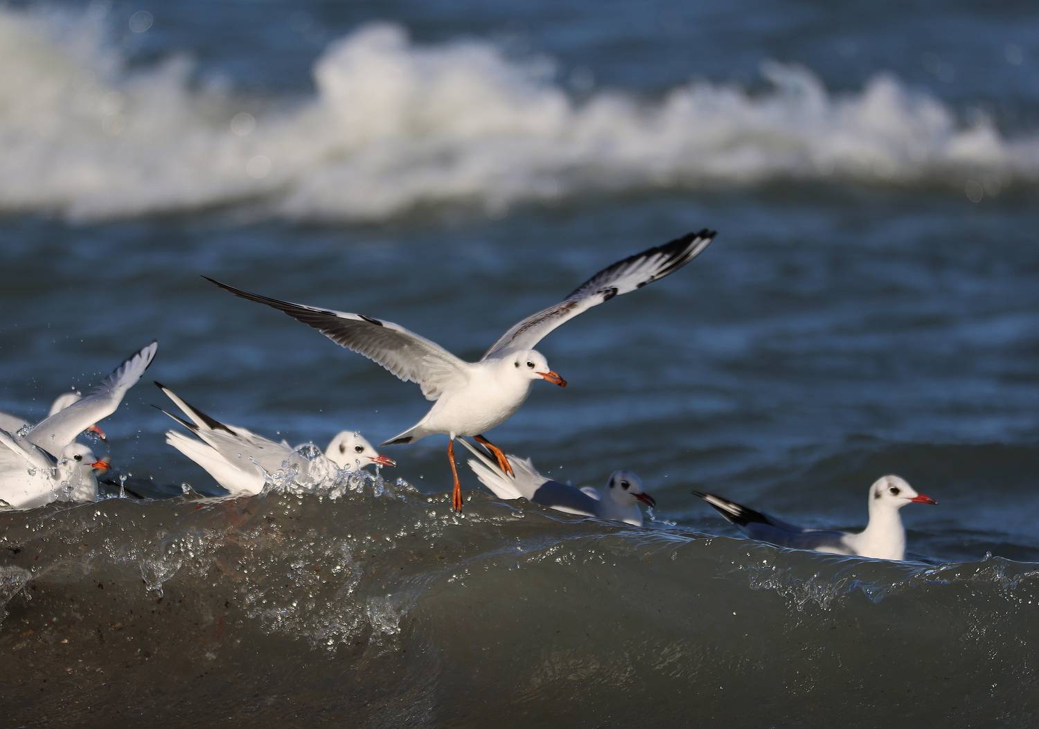 чайки,каспий,море,, Magov Marat