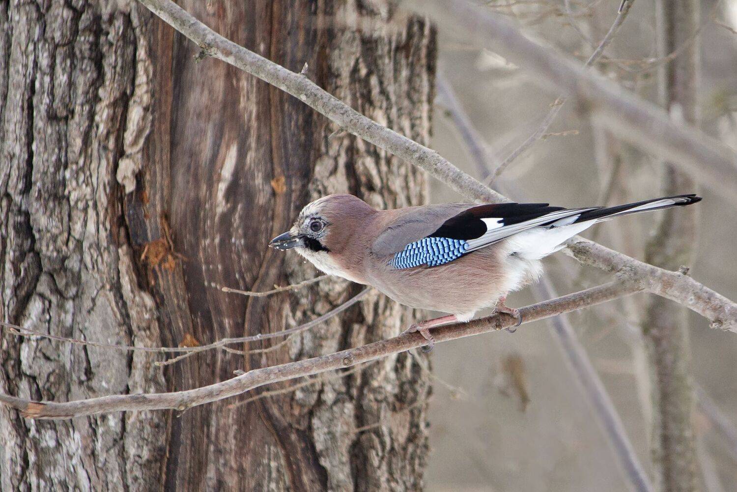 сойка, сойка обыкновенная, garrulus glandarius, КарОл