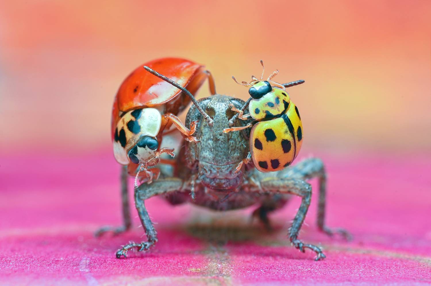 ceclii, macro, Ganev Tsvetan