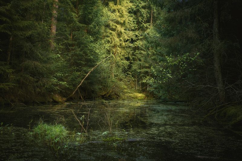 В весеннем лесу фото превью