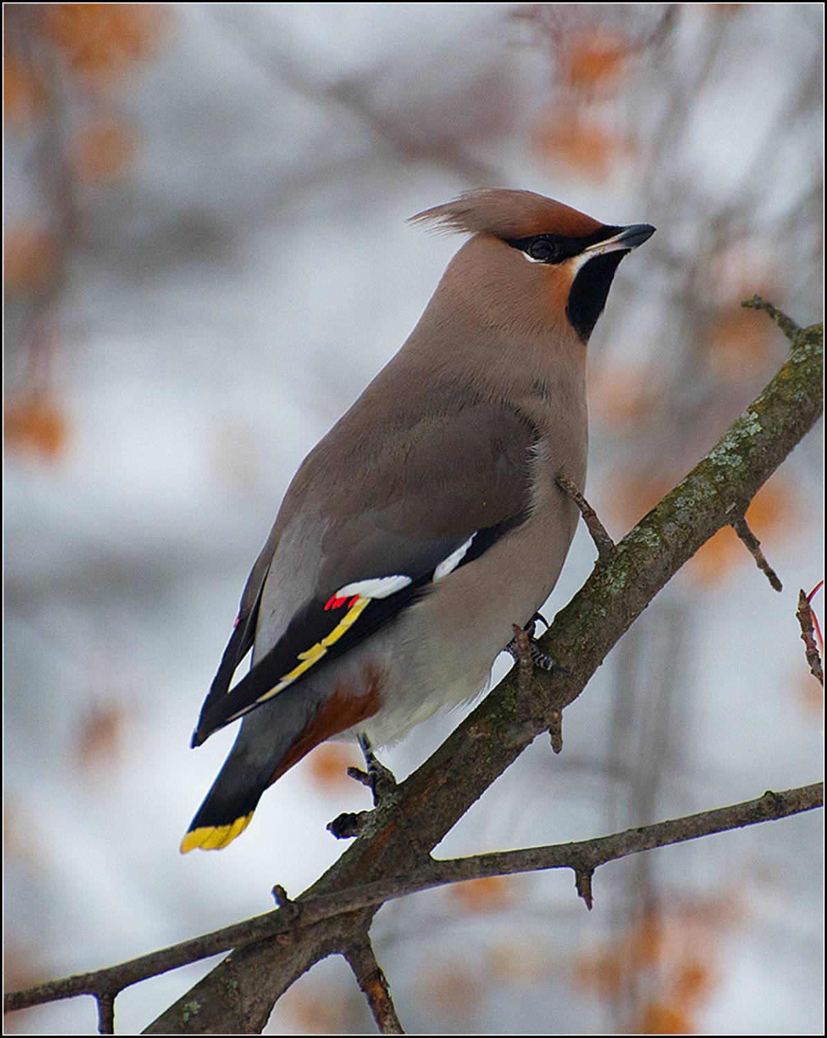 москва, осень, парк, птица, АНАТОЛИЙ ДОВЫДЕНКО