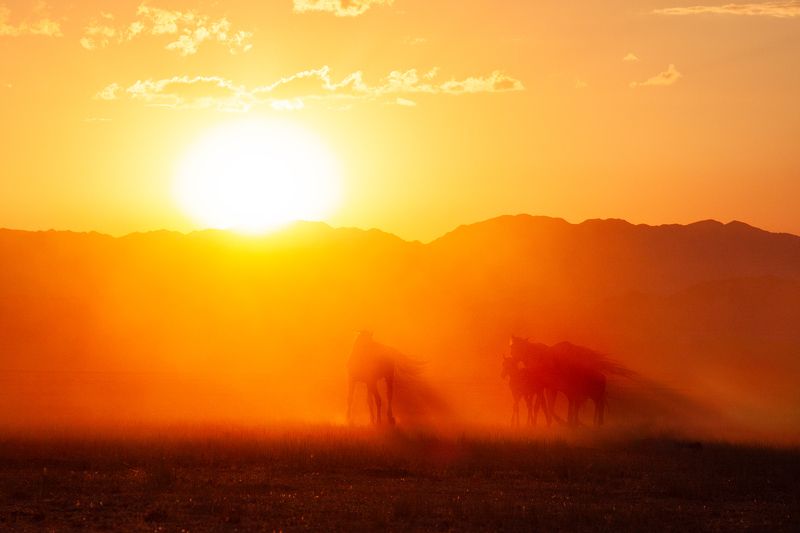 Кони, лошади, Казахстан, закат, солнце, лучи  фото превью