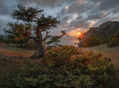 Сказки можжевеловой страны