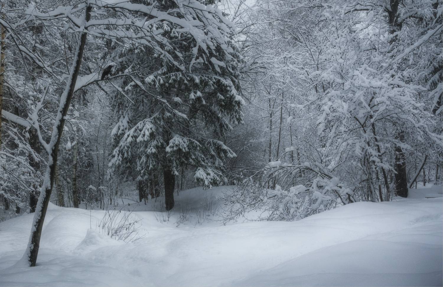 снег птица ели, Вера Петри
