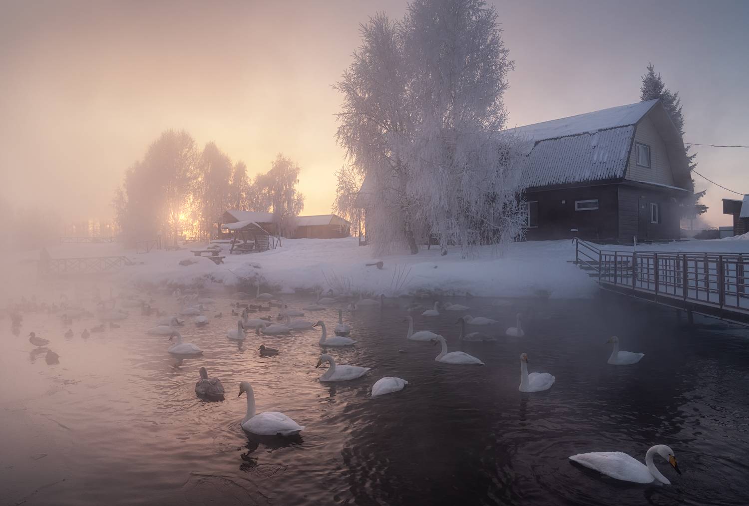 алтайский край, советский район, лебединый заказник, озеро светлое, лебединое озеро, зимняя сказка, лебеди, кликуны, парящая вода, мороз, зимний пейзаж, алтай, морозное утро, зимний рассвет, Рубан Алена