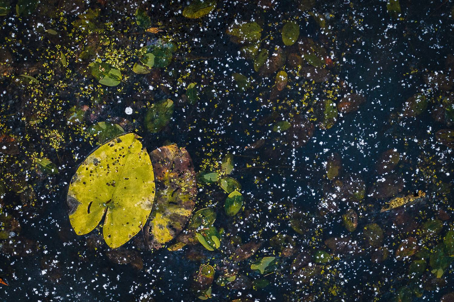 интимный пейзаж, природа, лед, ноябрь, Мысов Иван