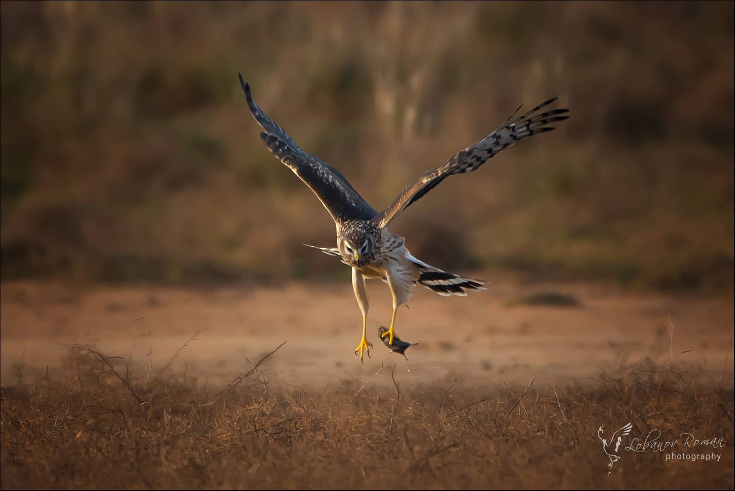 Лунь, Лобанов Роман