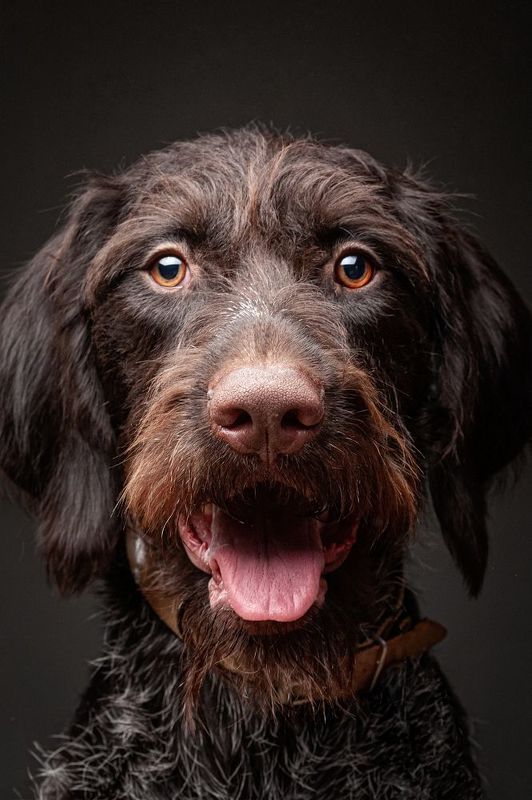 собака, порода, дратхаар, портрет, взгляд, глаза *** фото превью