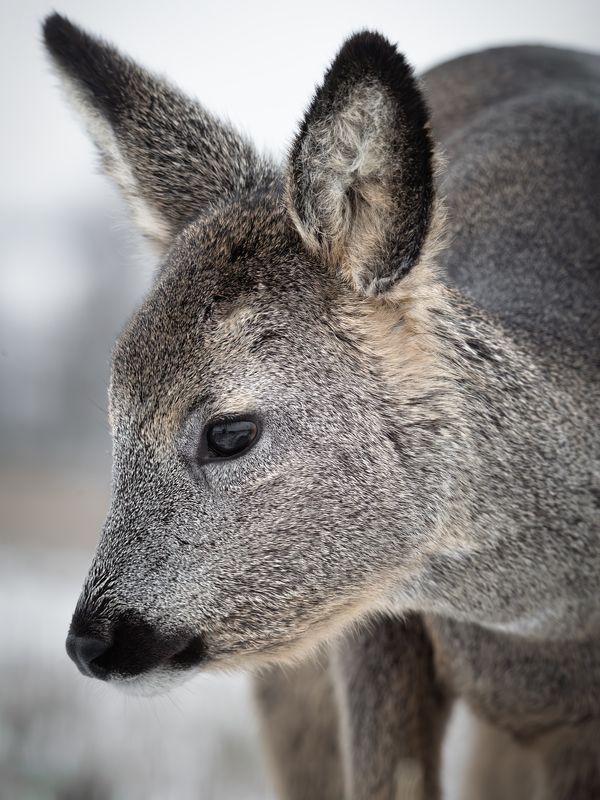 Европейская косуля, Capreolus capreolus, Декабрь 2023 фото превью
