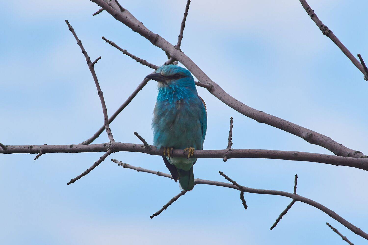 volgograd, russia, wildlife, bird, birds, birdswatching, Coracias garrulus,, Сторчилов Павел