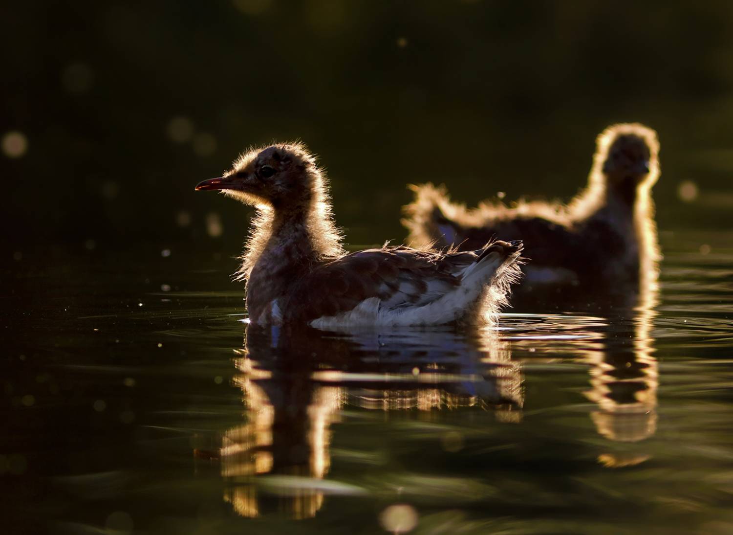 , Дмитрий Елисеев