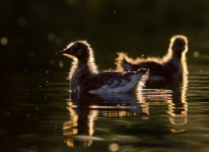 Барышня на закате фото превью