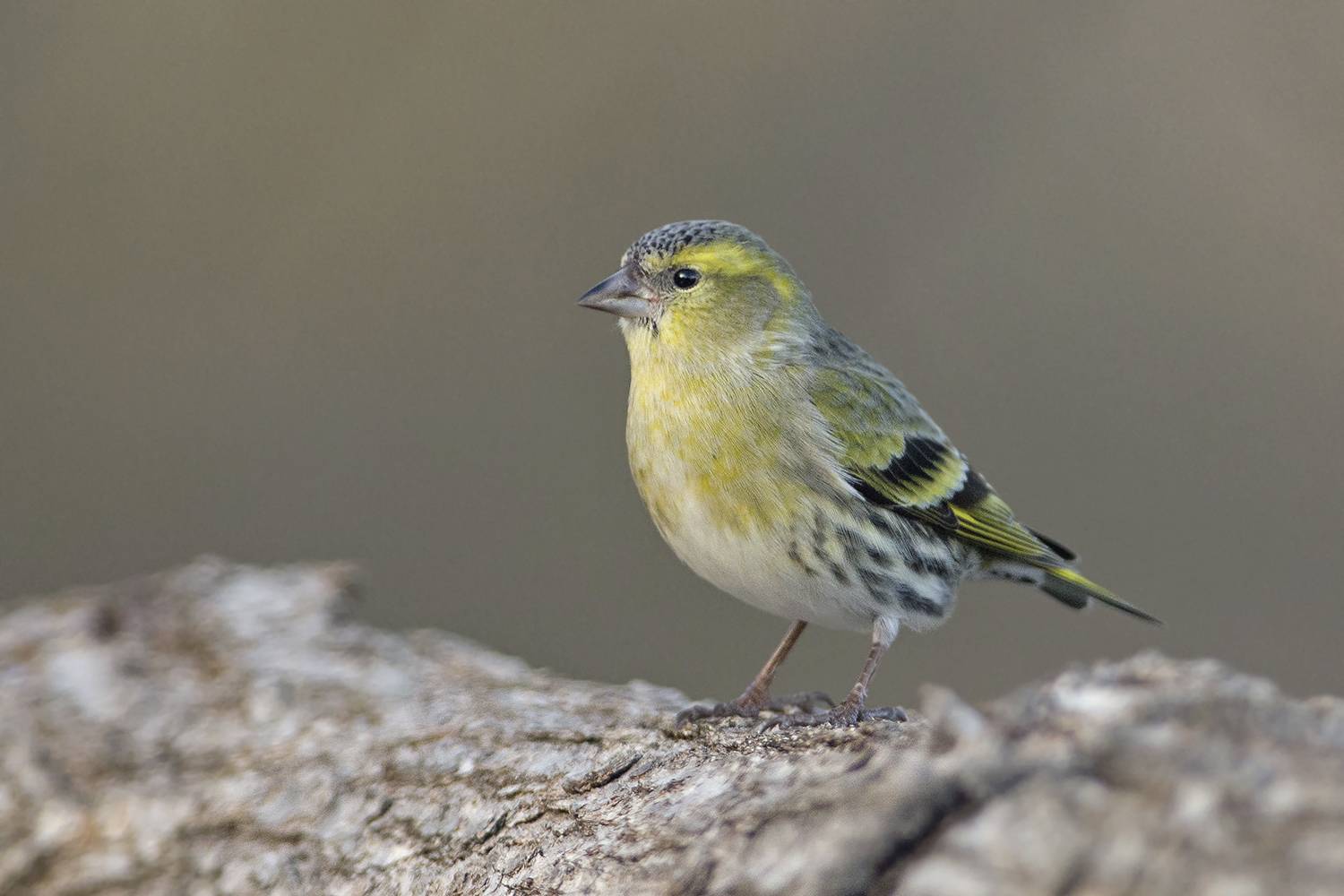 , Евгени Стефанов