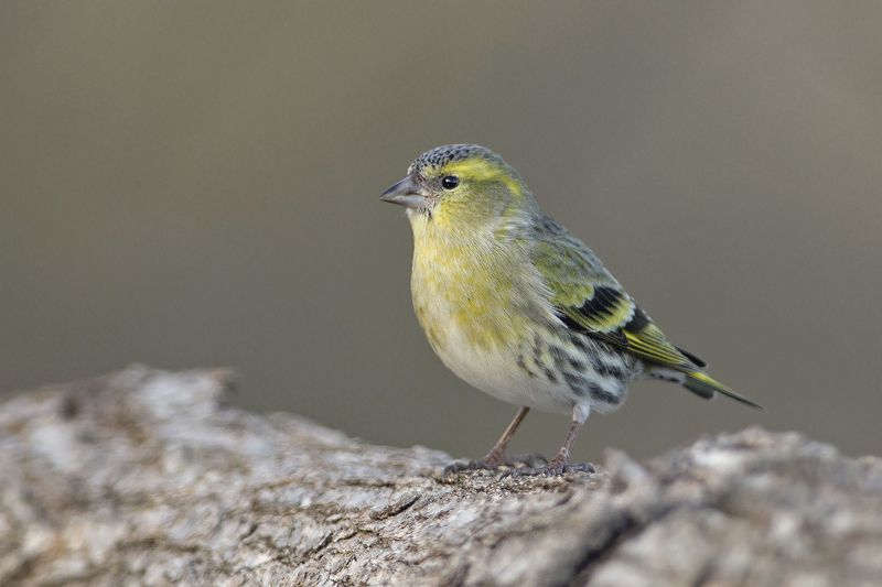 Чиж фото превью