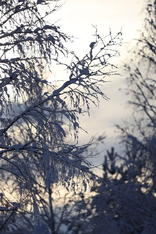 лес зима  фото превью