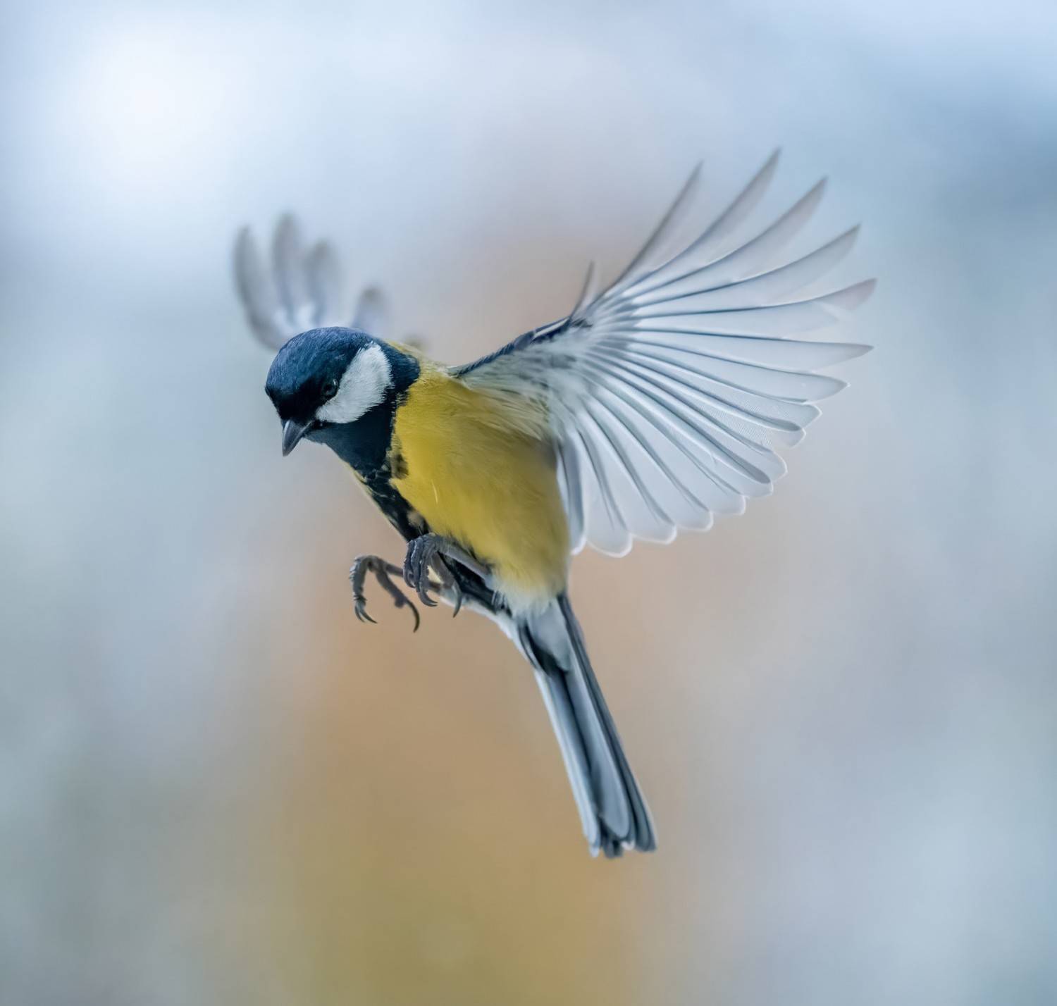 , Дэм Константин