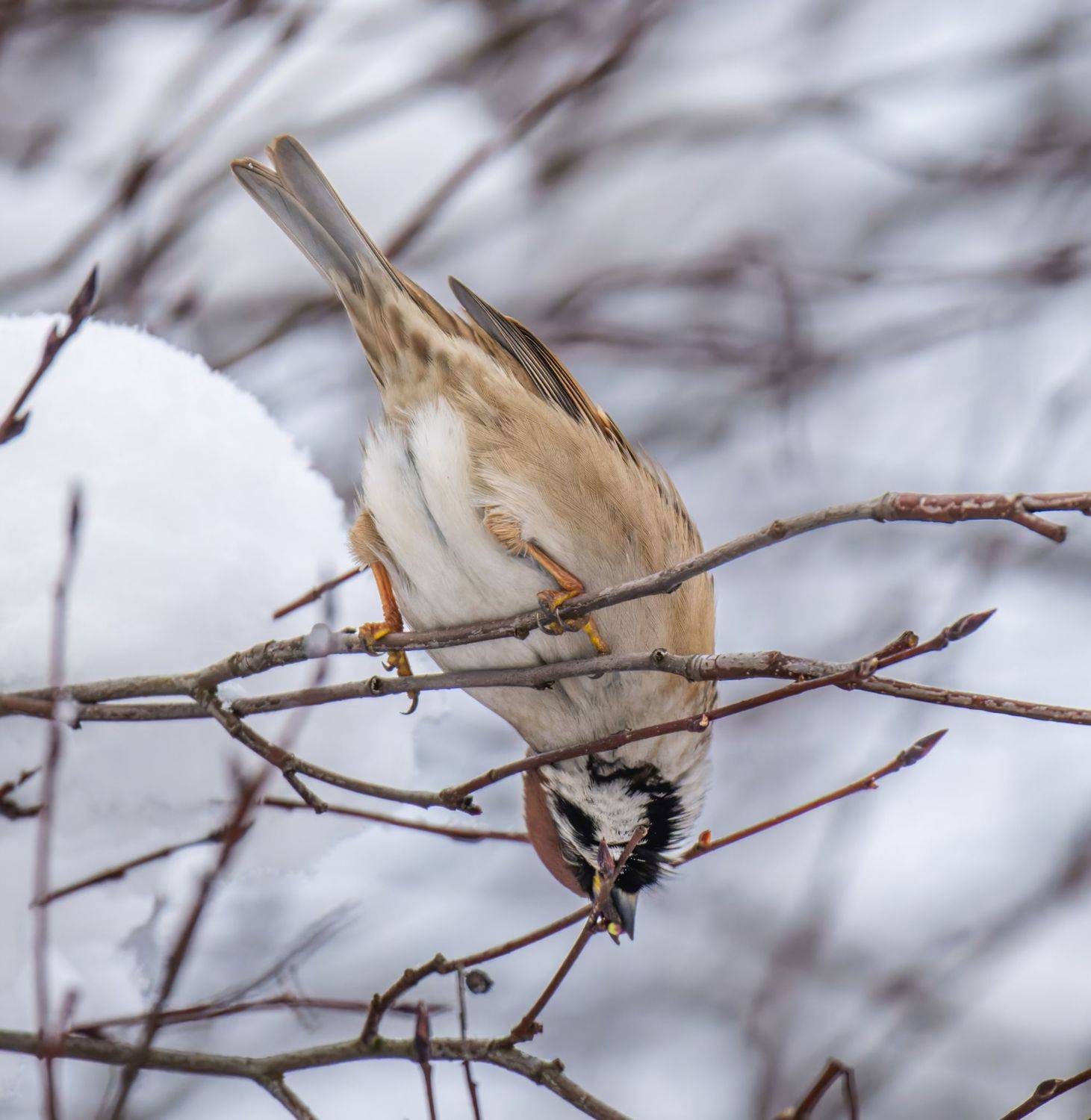 , Дэм Константин