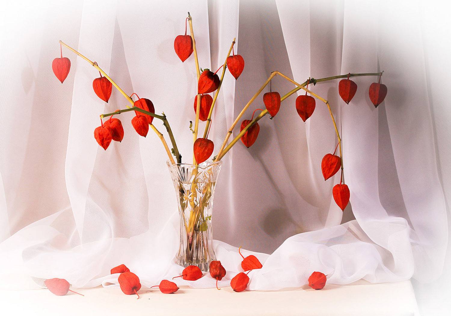 натюрморт, физалис, очарование, Людмила Павловна