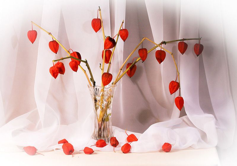 натюрморт, физалис, очарование Физалис фото превью