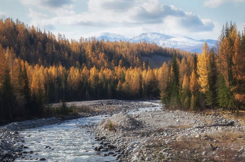алтай, улаган, курай, кубадру, золотаяосень, лиственница Осень на берегах Кубадру фото превью