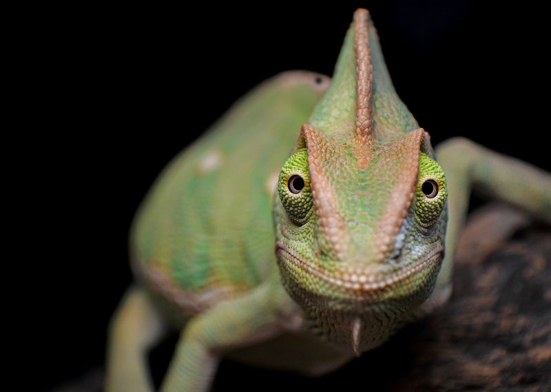 Chameleon фото превью