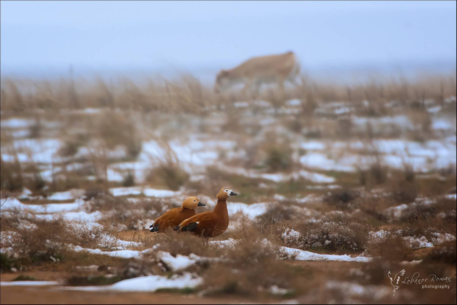 Огарь Сайгак Степной Лобанов , Лобанов Роман